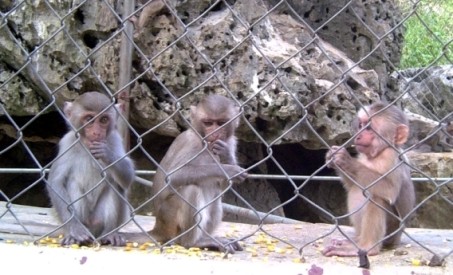Đàn khỉ này, khi chúng bị bán buôn, giam cầm, đối xử ác ở Vân Long (Ba Vì, Hà Nội), nhiều tổ chức quốc tế và không ít nhà báo đã lên tiếng đòi "giải cứu"